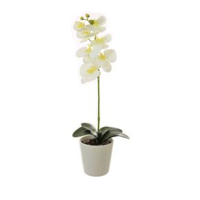 Single Stem Phalaenopsis Orchid, White