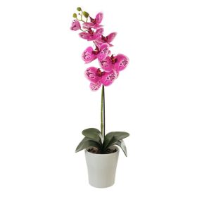 Single Stem Phalaenopsis Orchid, Pink