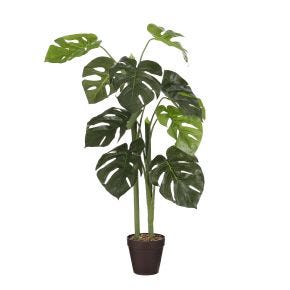 Edelman Monstera In Pot